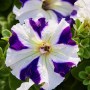 Tango Blue Star8